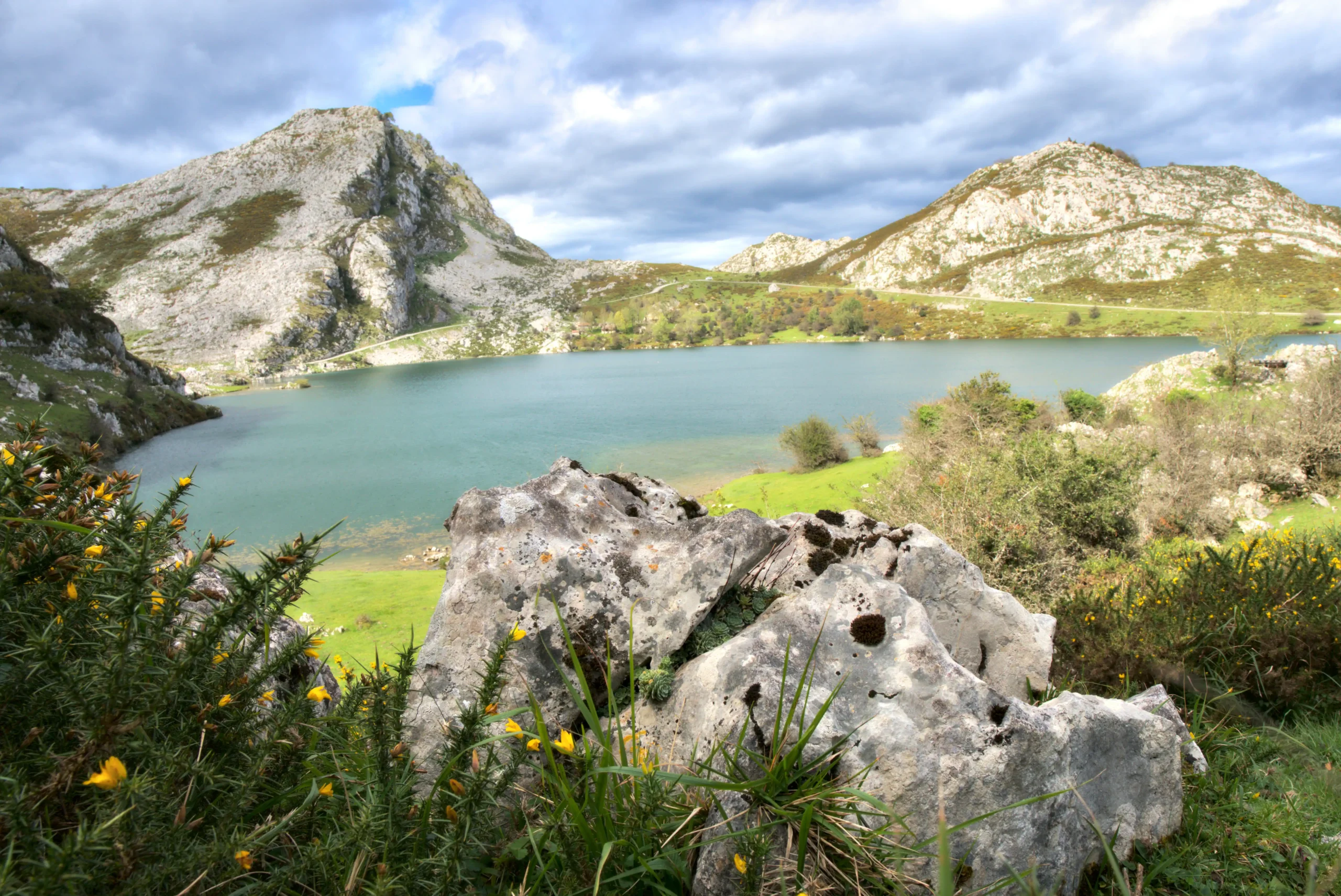 A scenic wide-angle photograph of Lake Enol in Asturias, Spain, featuring vibrant green hills and rugged limestone mountains under a cloudy sky. In the foreground, textured, light-gray limestone rocks are nestled among patches of grass and yellow flowering gorse bushes. The calm, turquoise water of the lake sits in the mid-ground, framed by steep, rocky slopes and a winding mountain road in the distance.