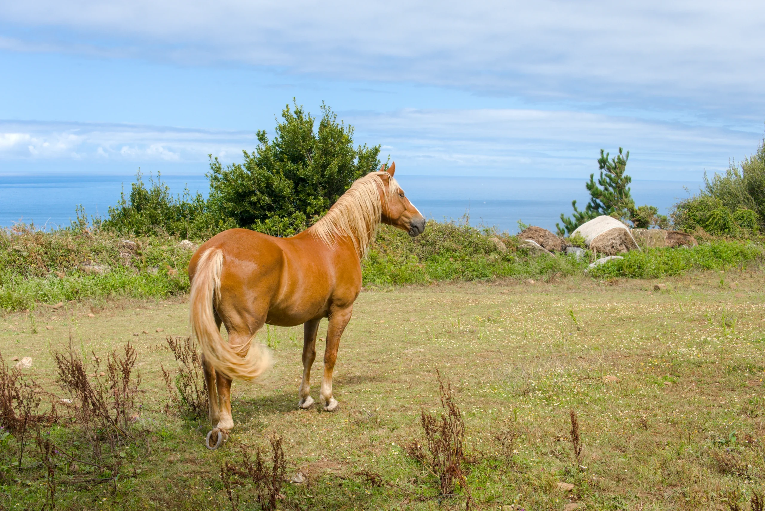 A chestnut horse with a blonde mane standing in a grassy field overlooking the blue ocean under a bright sky.Un caballo alazán con crines rubias de pie en un prado verde mirando hacia el océano azul bajo un cielo despejado.